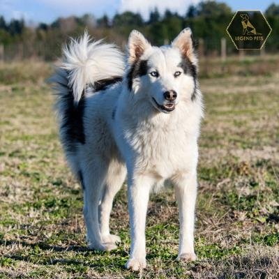 Yakutian Laika