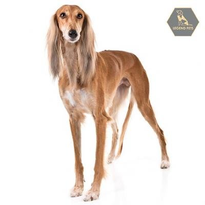 Saluki