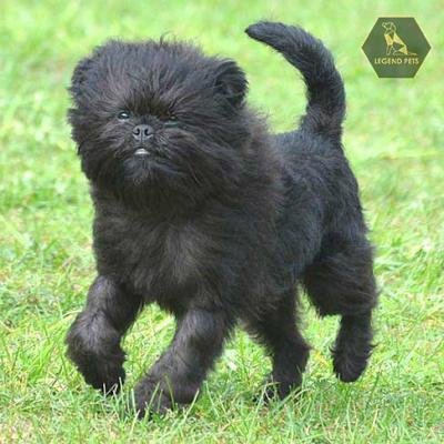 Affenpinscher