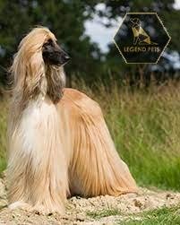 Afghan Hound
