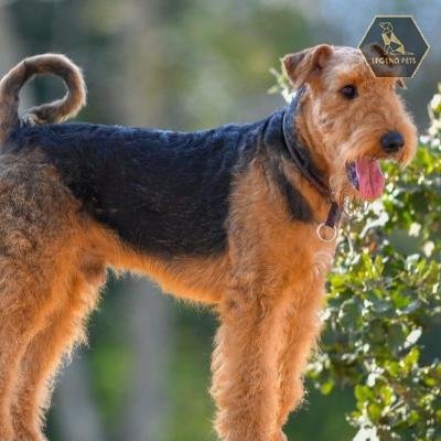 Airedale Terrier