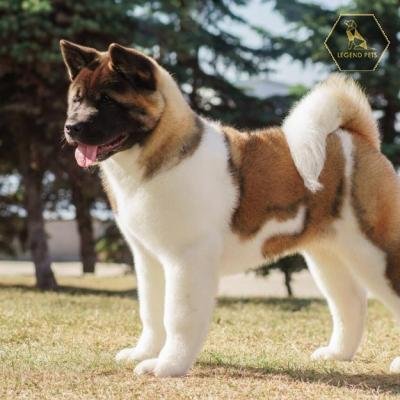 Akita