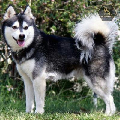Alaskan Klee Kai