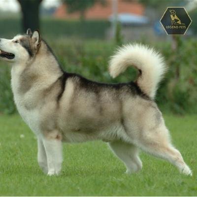 Alaskan Malamute