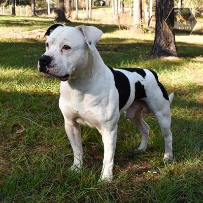 American Bulldog