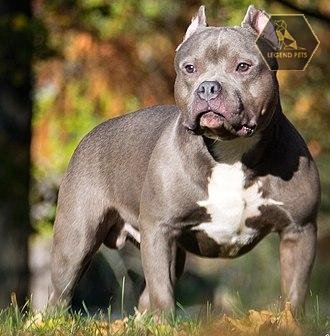 American Bully Hybrid