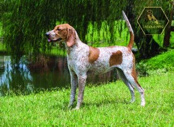 American English Coonhound