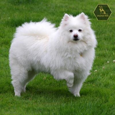 American Eskimo