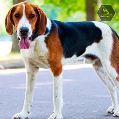 American Foxhound