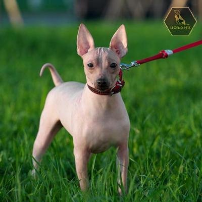 American Hairless Terrier