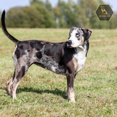 American Leopard Hound