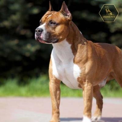 American Staffordshire Terrier