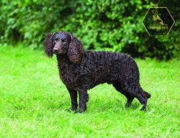 American Water Spaniel
