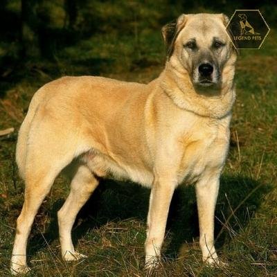 Anatolian Shepherd Hybrid