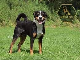 Appenzeller Sennenhund