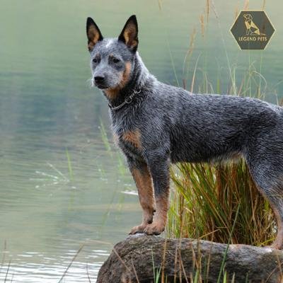 Australian Cattle Dog