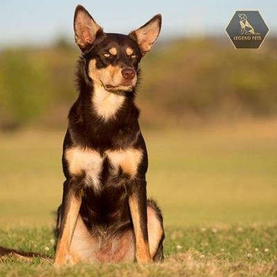 Australian Kelpie