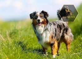 Australian Shepherd