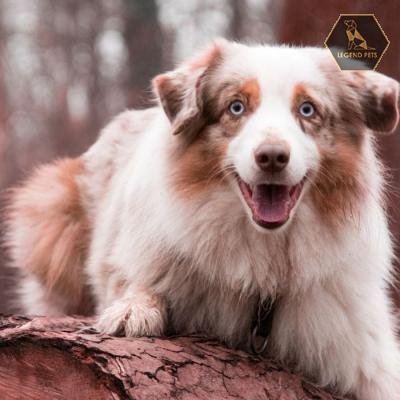 Australian Shepherd Mix