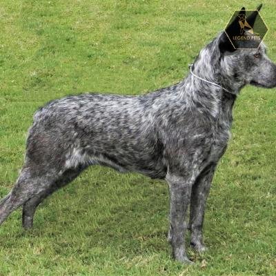 Australian Stumpy Tail Cattle Dog