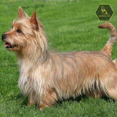 Australian Terrier