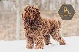 Barbet