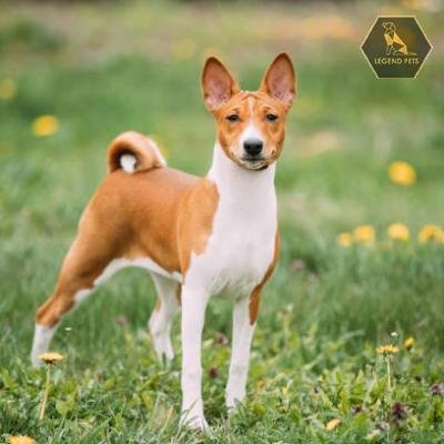 Basenji