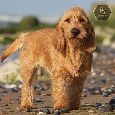 Basset Fauve de Bretagne