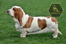 Basset Hound