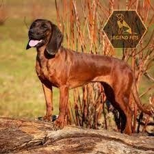 Bavarian Mountain Scent Hound