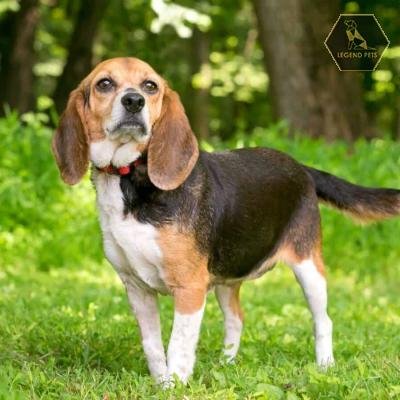 Beagle Mix