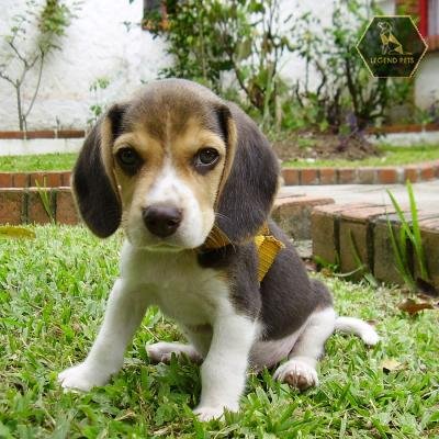 Beaglier