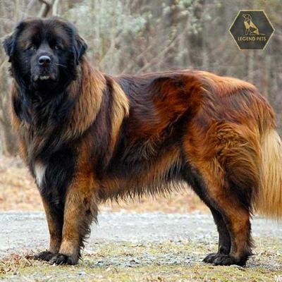 Estrela Mountain Dog