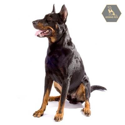 Beauceron