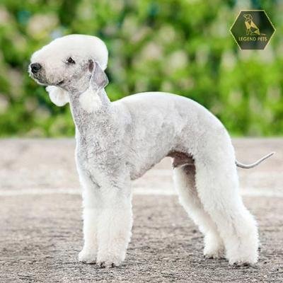 Bedlington Terrier
