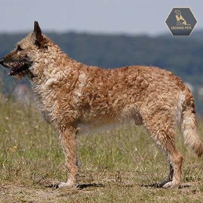 Belgian Laekenois