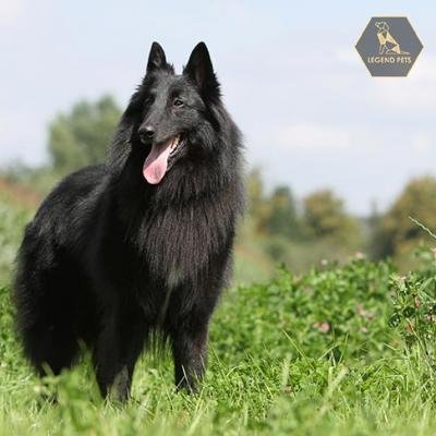 Belgian Sheepdog