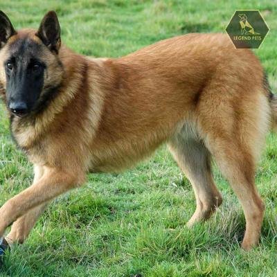 Belgian Malinois