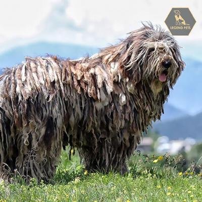 Bergamasco Sheepdog