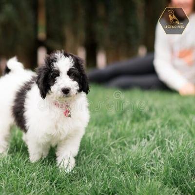 Bernedoodle