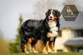 Bernese Mountain Dog