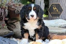 Bernese Mountain Dog Mini