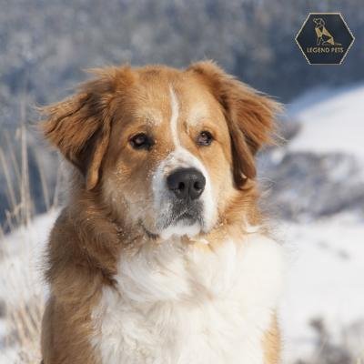 Bernese Mountain Dog Mix