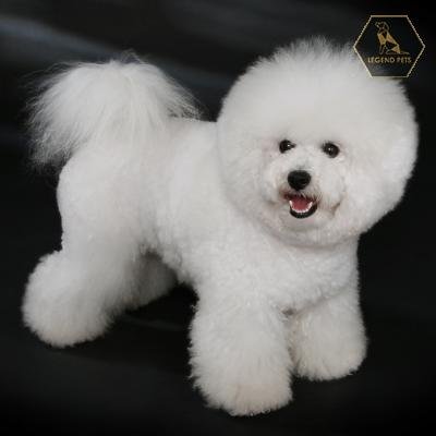 Bichon Frise
