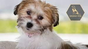 Bichon Mix