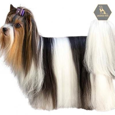 Biewer Terrier