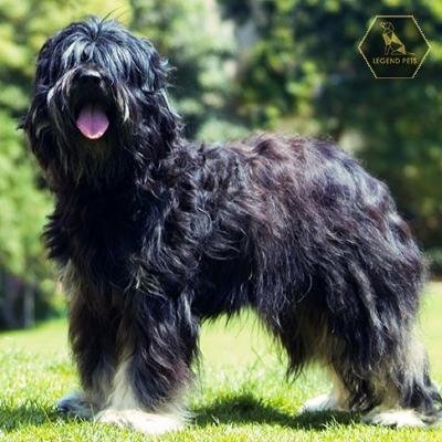 Portuguese Sheepdog