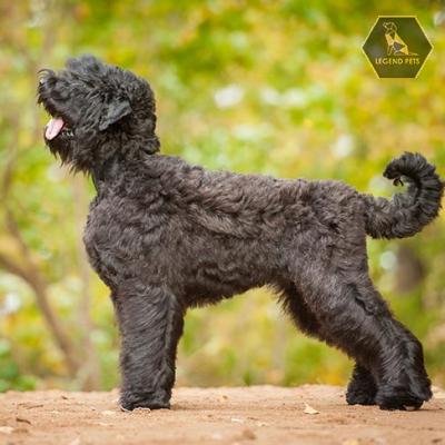 Black Russian Terrier