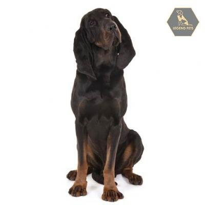 Black and Tan Coonhound