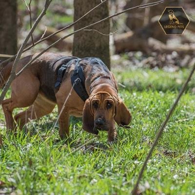 Bloodhound